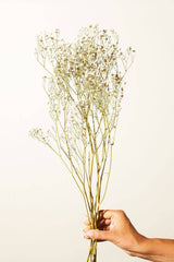 Preserved Antique White Baby's Breath