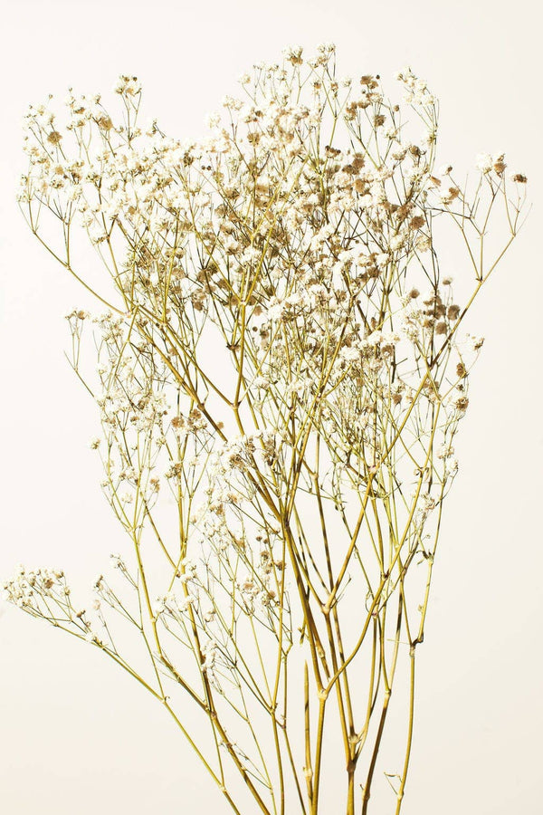 Preserved Antique White Baby's Breath