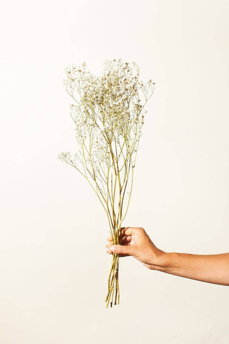 Preserved Antique White Baby's Breath