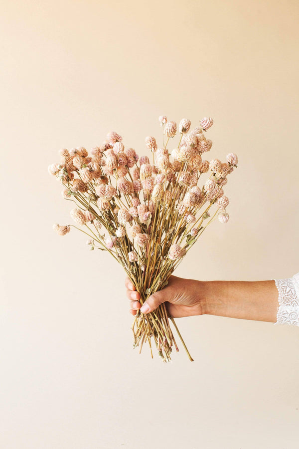 Dried Blush Globe Amaranth