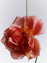 Flamingo Estate Jasmine Damask Rose Glass Hand Soap