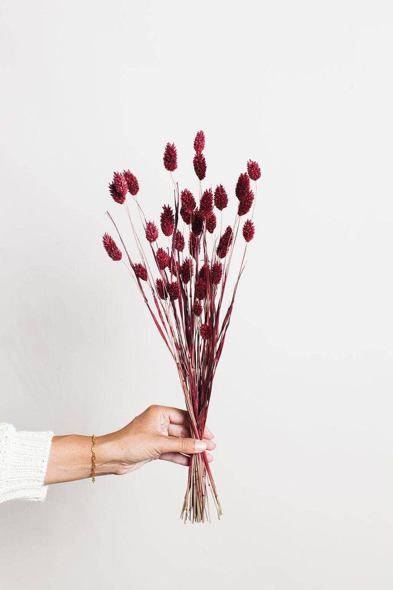 Burgundy Dried Phalaris Grass