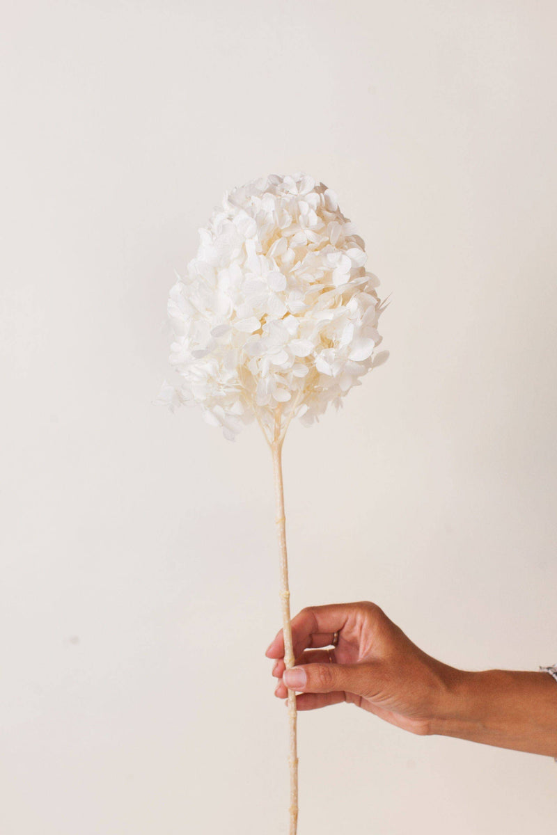 Preserved White PeeGee Hydrangea