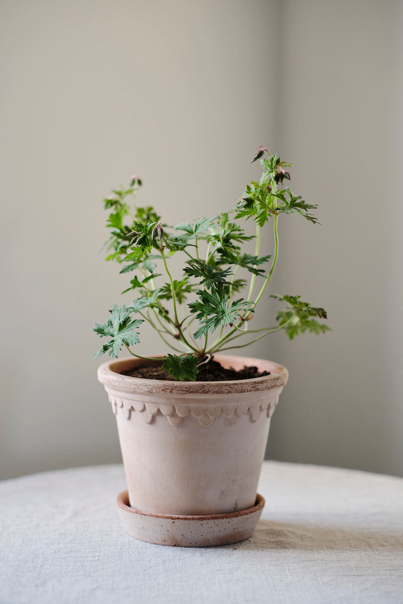 Copenhagen Pot - Antique Rose