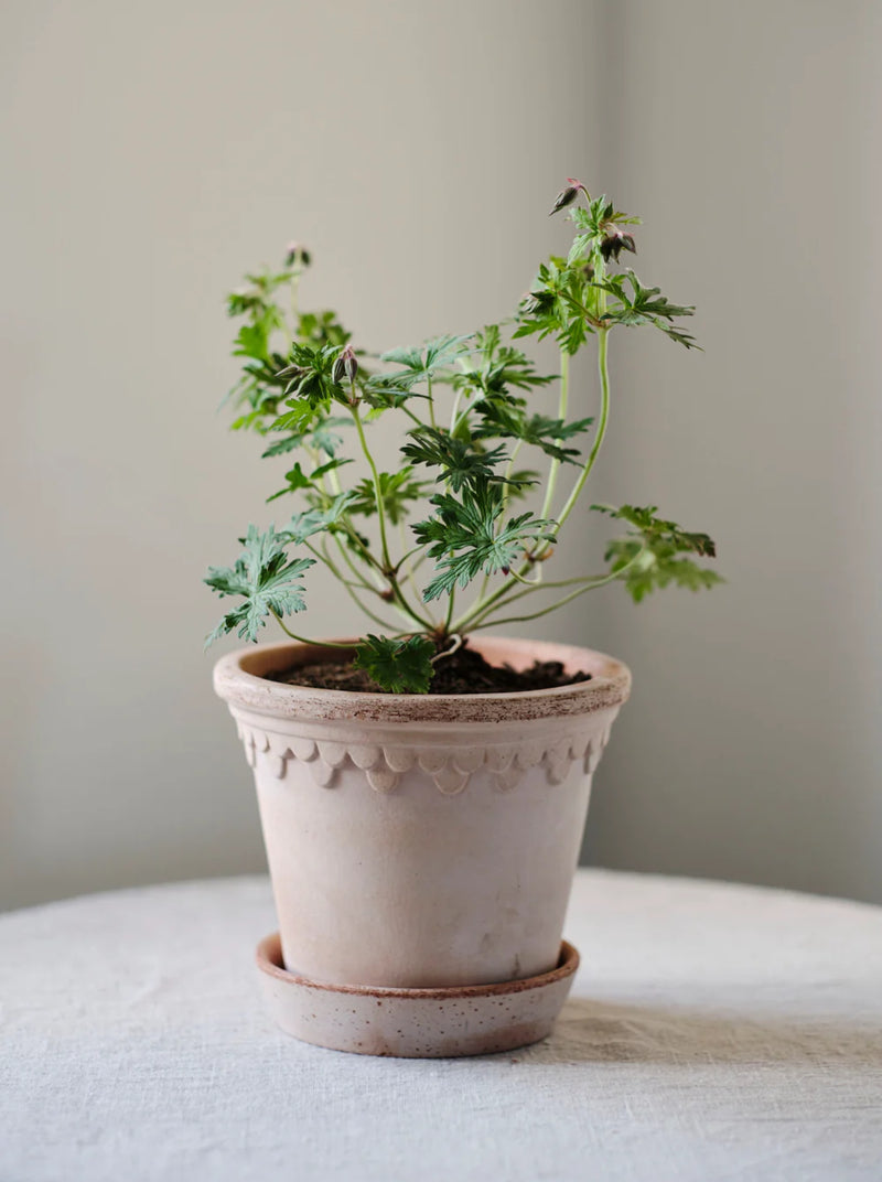 Copenhagen Pot - Antique Rose