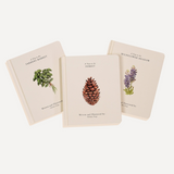 Our Little Adventures — Box Set