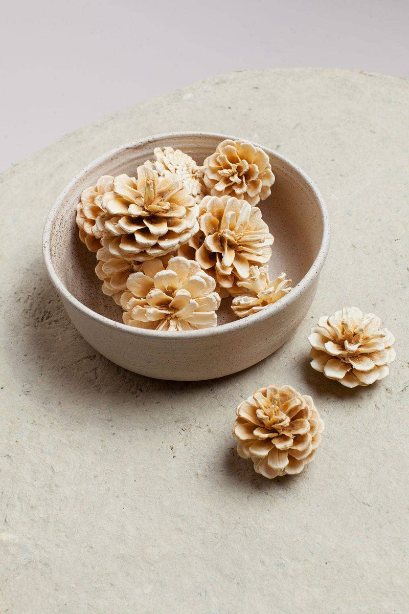 Preserved White Pinecones