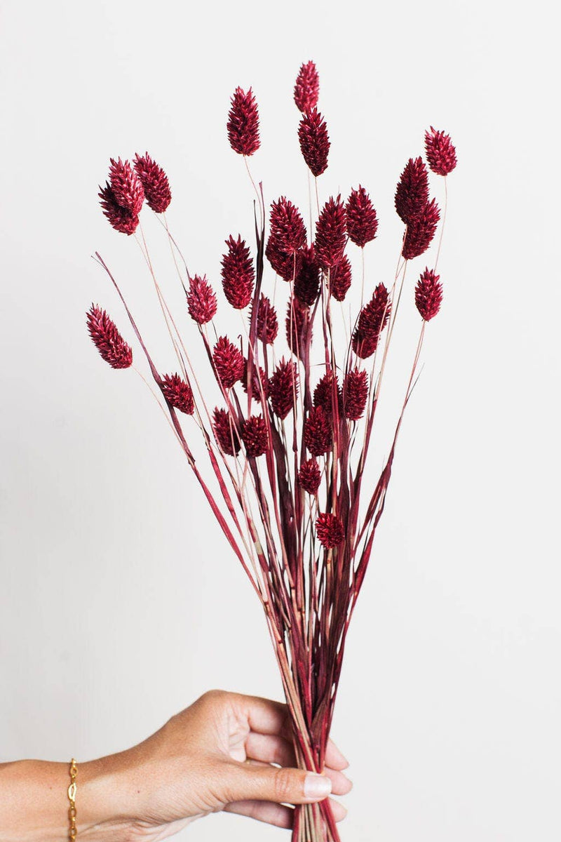 Burgundy Dried Phalaris Grass