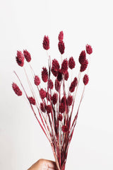 Burgundy Dried Phalaris Grass