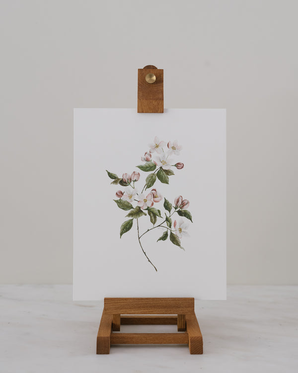 Apple Blossom — Watercolor Print