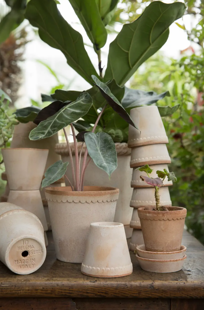 valiem limited pot S WHNURSERY別注 【公式通販】